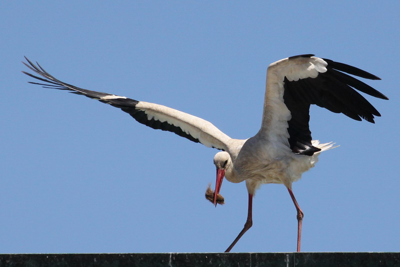 Weissstorch